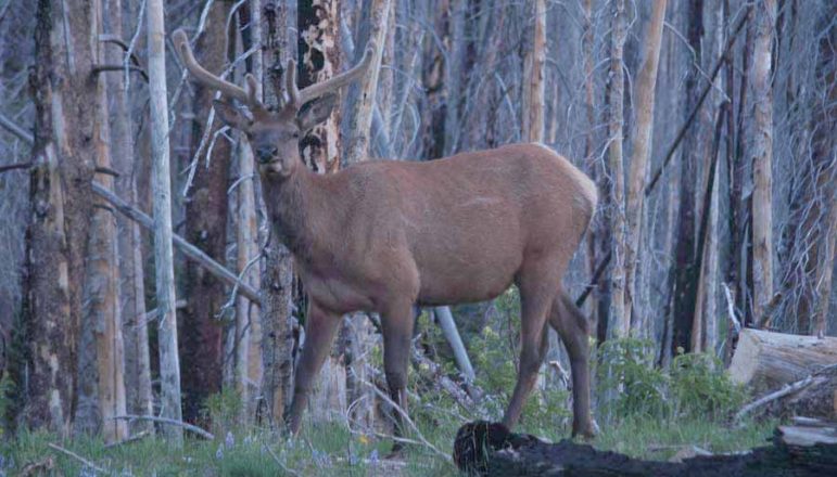 An elk pauses in the light of dawn near Sylvan Lake in Yellowstone National Park. (Ruffin Prevost/Yellowstone Gate)