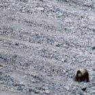 A raven waits nearby as a grizzly bear digs among rocks on a talus slope while searching for moths to eat.