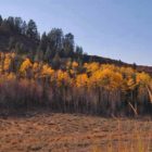 Trees near the Cache Creek trailhead in the Bridger-Teton National Forest show off their best fall colors near Jackson, Wyo.