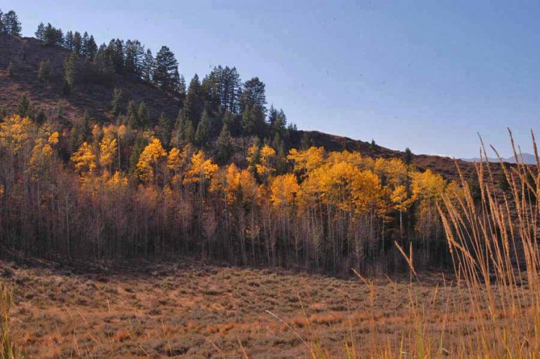 Trees near the Cache Creek trailhead in the Bridger-Teton National Forest show off their best fall colors near Jackson, Wyo.