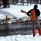 A skier watches elk in the Upper Geyser Basin of Yellowstone National Park.
