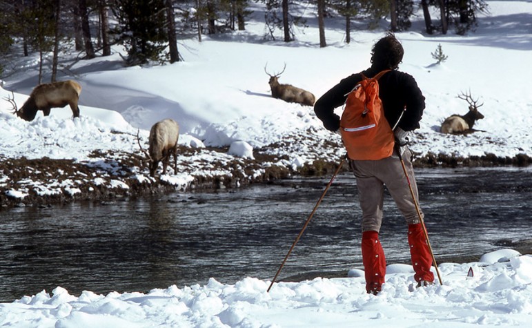 A skier watches elk in the Upper Geyser Basin of Yellowstone National Park.