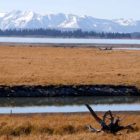 Grasses have turned form green to brown as cool October temperatures take hold along Pelican Creek where it flows into Yellowstone Lake in Yellowstone National Park.