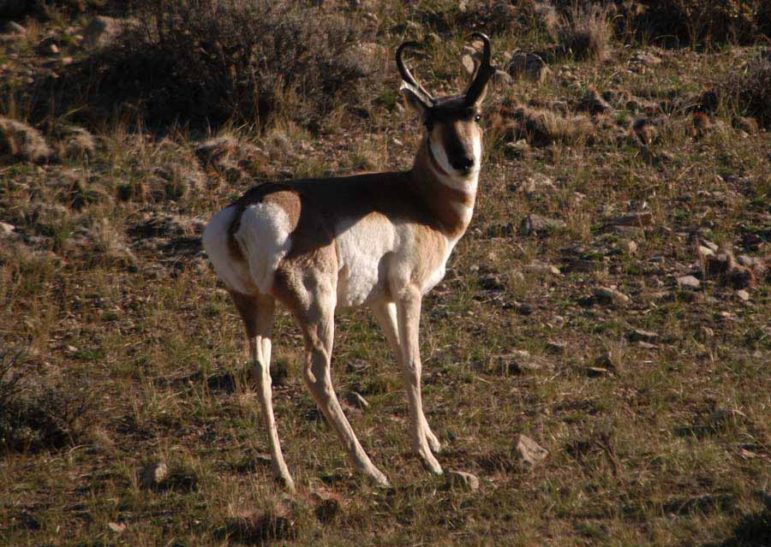 An antelope casts a watchful gaze toward a rural road along the Buffalo Bill Reservoir between Cody, Wyo. and Yellowstone National Park.  