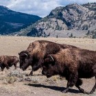 Bison wander through the Lamar Valley in Yellowstone National Park.