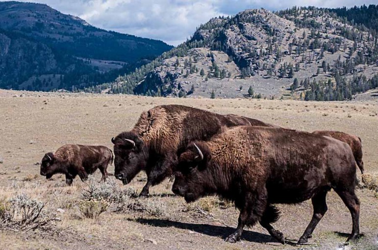 Bison wander through the Lamar Valley in Yellowstone National Park. 