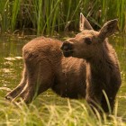 A moose calf wades through a marshy meadow near the East Gate of Yellowstone National Park.