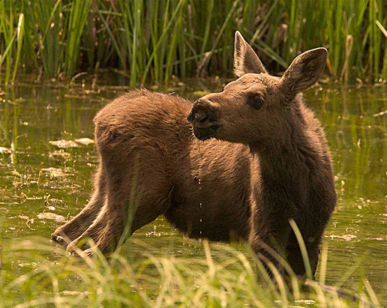 A moose calf wades through a marshy meadow near the East Gate of Yellowstone National Park. 