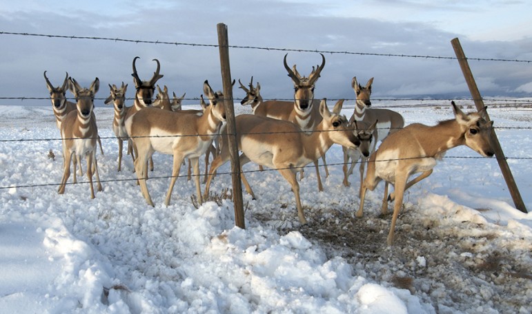Pronghorn negotiate a barbed wire fence during their Wyoming migration. ©Joe Riis