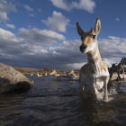 Pronghorn antelope make one of five river crossings during their migration from Grand Teton National Park to Wyoming’s Green River Basin. ©Joe Riis