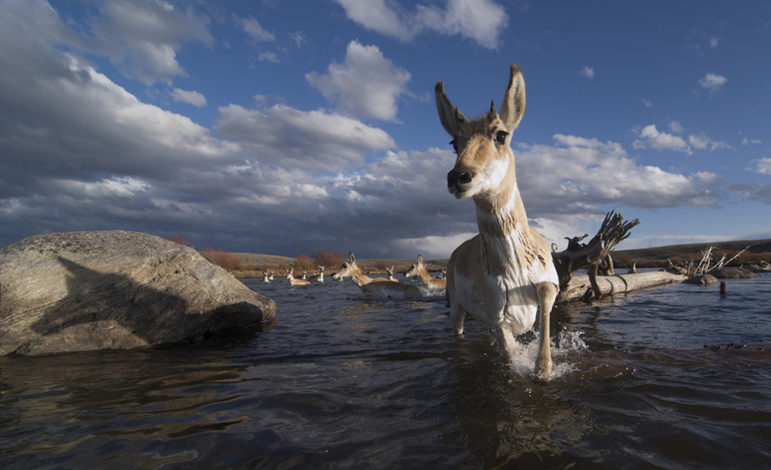 Pronghorn antelope make one of five river crossings during their migration from Grand Teton National Park to Wyoming’s Green River Basin. ©Joe Riis