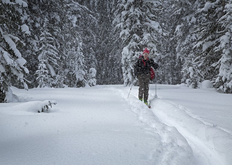 A participant in a 3-day avalanche course skis the 2.5-mile route uphill from Cooke City, Mont. to a remote cabin.