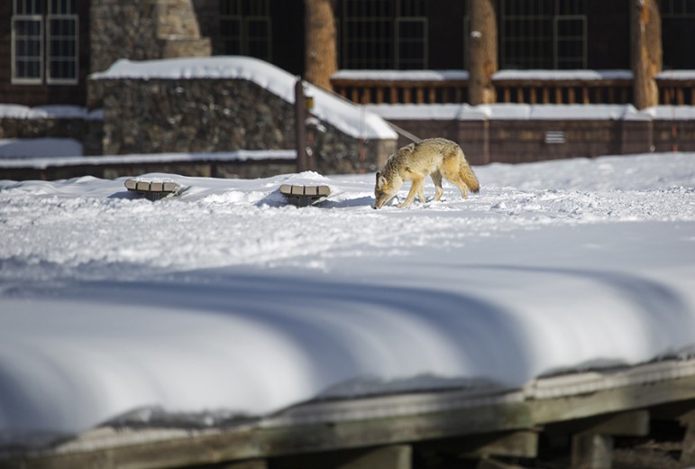 A coyote noses around the boardwalk at Old Faithful in Yellowstone National Park.