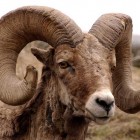 Bighorn sheep and other wildlife are likely to be subjects in a newly announced photography contest focused on Yellowstone National Park.