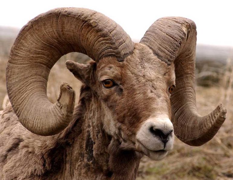 The region around Cody, Wyo. is home to one of the largest populations of bighorn sheep in the country.