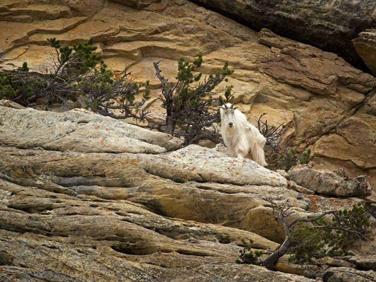 A mountain goat peers out from among the rocks along a hiking trail on Bald Ridge east of Cody, Wyo. 