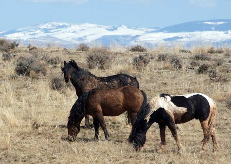 Wild horses are popular with wildlife watchers in the McCullough Peaks area east of Cody, Wyo.