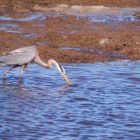 A great blue heron searchers for food near Trout Creek in Yellowstone National Park.