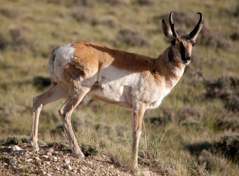 A pronghorn watches from a safe vantage near Sheep Mountain west of Cody, Wyo.