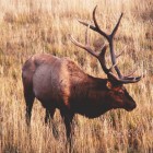 Yellowstone National Park officials are reminding visitors to keep their distance from elk and other wildlife as fall approaches.