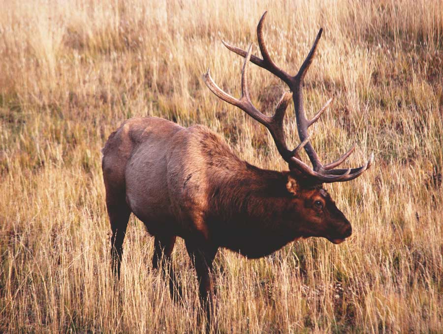 Yellowstone National Park officials are reminding visitors to keep their distance from elk and other wildlife as fall approaches.
