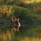 A new report offers insight into the "vital signs" of Grand Teton National Park.