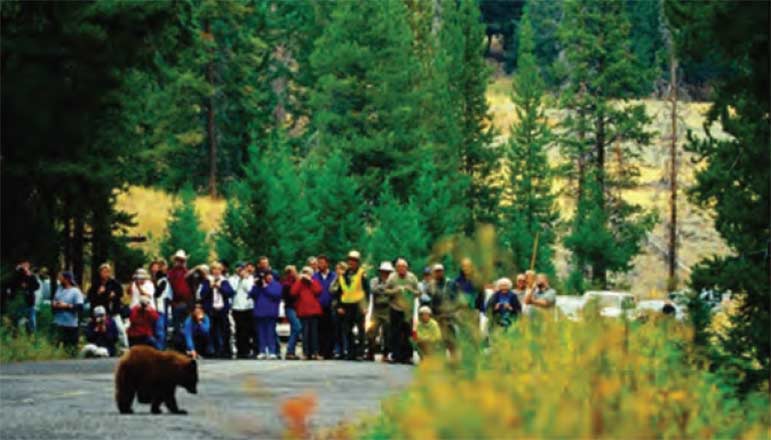 Yellowstone National Park managers are looking for ways to more effectively deliver safety messages about watching bears, wolves and other wildlife at roadside traffic jams.