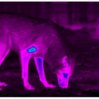 Thermal imaging reveals a bright blue patch near the shoulder of a captive wolf, whose fur was shaved to simulate the effects of sarcoptic mange.