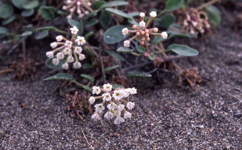 Yellowstone sand verbana is found only along the shores of Yellowstone Lake.