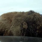 A video screen capture shows a bison in Yellowstone National Park as it rams a parked vehicle in the Lamar Valley.