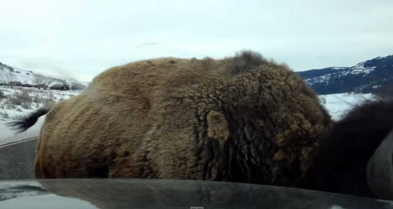 A video screen capture shows a bison in Yellowstone National Park as it rams a parked vehicle in the Lamar Valley.