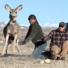 A collared deer leaps away from conservation biologist Matthew Kauffman after being captured and processed this month as part of the Wyoming Migration Initiative. Kauffman will be among eight speakers featured April 17 during TEDx Cody, a conference focused on short presentations centered around a theme of "Depicting the West."