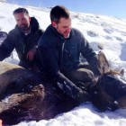 Researchers with the Wyoming Migration Initiative work with an elk captured in March near Dubois. The animal will be analyzed, collared and released so its movements can be tracked.