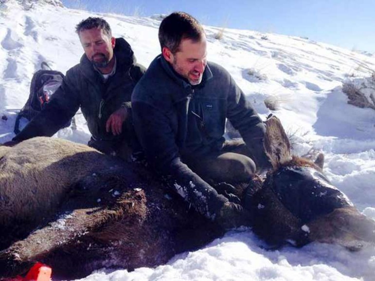 Researchers with the Wyoming Migration Initiative work with an elk captured in March near Dubois. The animal will be analyzed, collared and released so its movements can be tracked.