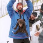 Yellowstone National Park biologist Kerry Gunther weighs a bear cub during field research.