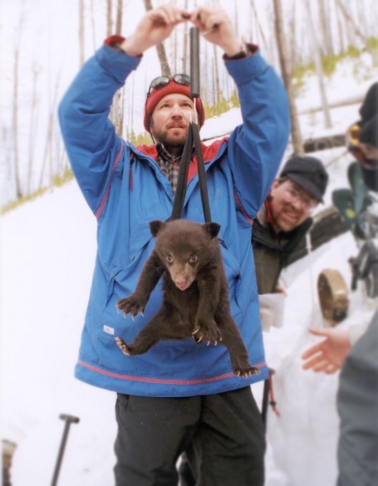 Yellowstone National Park biologist Kerry Gunther weighs a bear cub during field research.