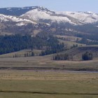Bison dot the landscape in the Lamar Valley as a lack of snow leaves much of Yellowstone National Park open for spring grazing.
