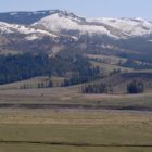 Bison dot the landscape in the Lamar Valley as a lack of snow leaves much of Yellowstone National Park open for spring grazing.