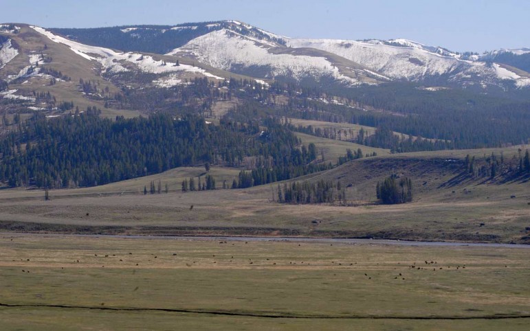 Bison dot the landscape in the Lamar Valley as a lack of snow leaves much of Yellowstone National Park open for spring grazing.
