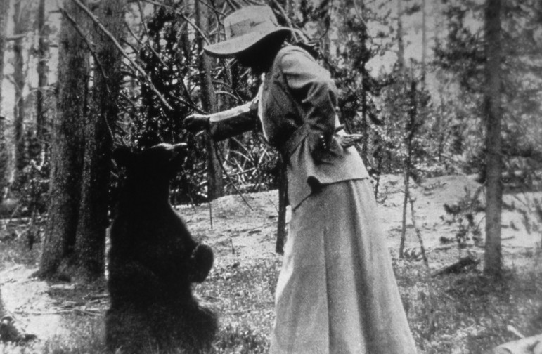 A woman feeds a bear during an early visit to Yellowstone National Park.
