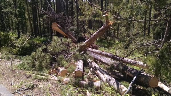 Strong winds in Grand Teton National Park toppled more than 150 trees Monday evening, leaving crews scrambling to clear roads and restore electrical power.