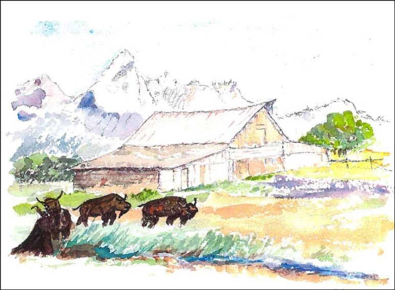 A watercolor by Margaret Taylor depicts bison near the T.A. Moulton Barn in Grand Teton National Park.