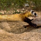 A black-footed ferret chases a prairie dog, which typically makes up more than 90 percent of the ferret's diet.