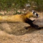 A black-footed ferret chases a prairie dog, which typically makes up more than 90 percent of the ferret's diet.