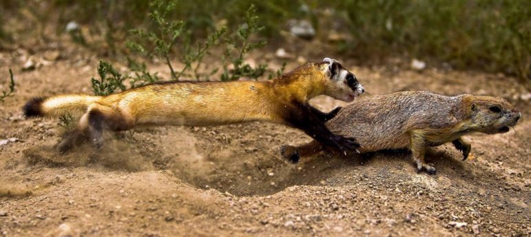 A black-footed ferret chases a prairie dog, which typically makes up more than 90 percent of the ferret's diet.