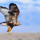 A rough legged hawk takes flight east of Yellowstone National Park.