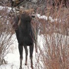 A moose browses on willows as another looks on.