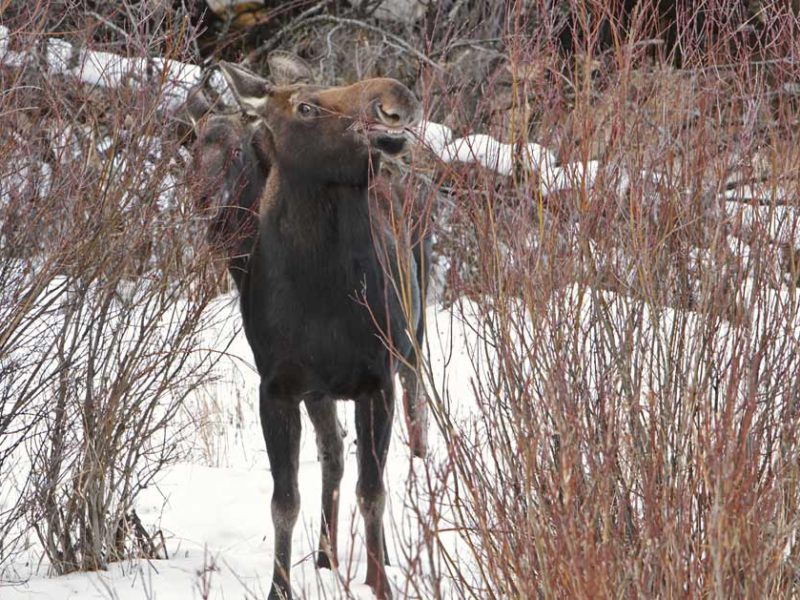 A moose browses on willows as another looks on.