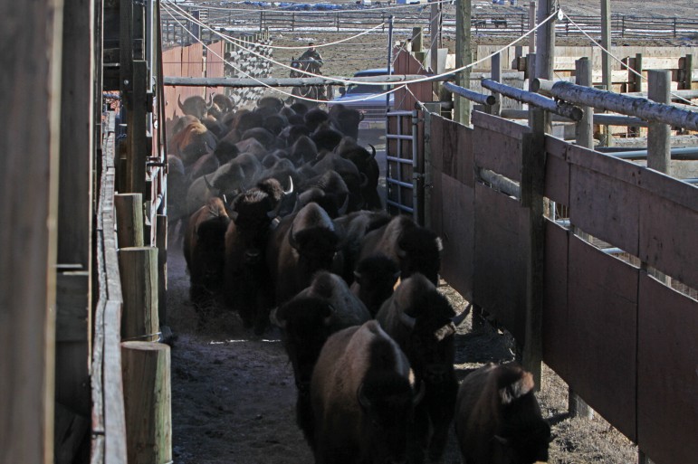 National Park Service workers move bison through a capture and holding facility in Yellowstone National Park during 2015 operations that saw more than 500 of the animals killed.