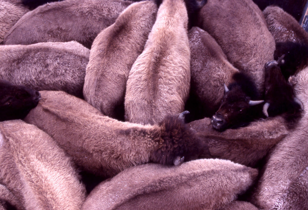 Bison that are destined for slaughter are temporarily crowded into a holding pen at a capture facility in Yellowstone National Park.